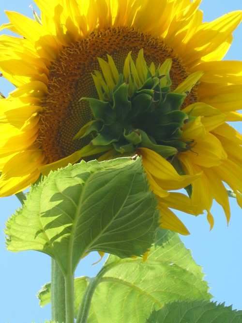 sunflower Pictures, Images and Photos