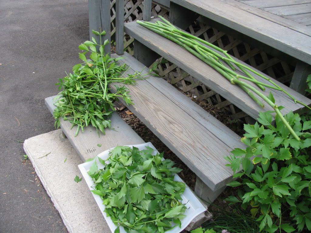 Dehydrate Herbs in Your Car! Frugal Upstate