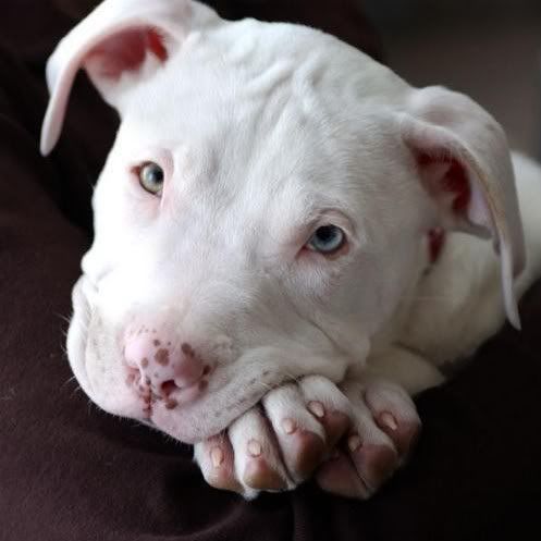  Bull Puppies on Pit Bull Puppy 7431651