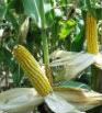 Jagung Pictures, Images and Photos
