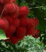 Rambutan Pictures, Images and Photos