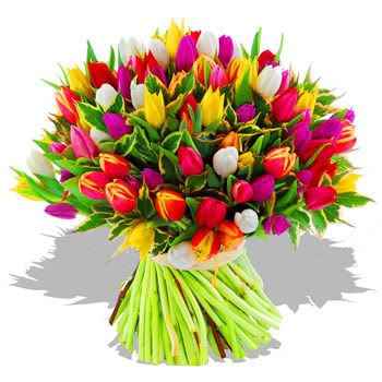 boeket tulpen Pictures, Images and Photos