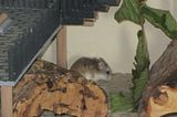 th_20130901_Lana_1_zps3cd86d2f.jpg