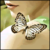 Butterfly Pictures, Images and Photos