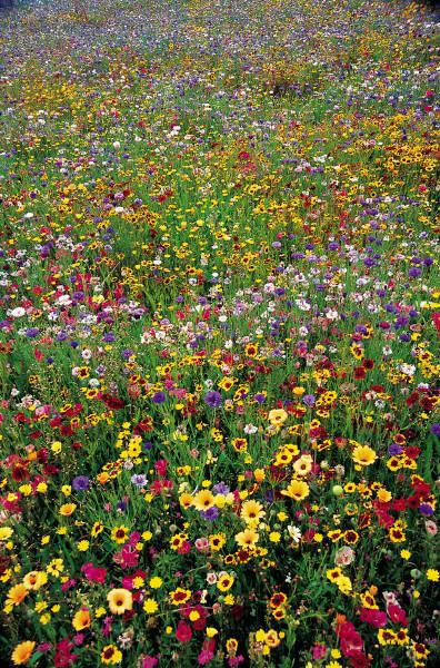 j0227687.jpg field of flowers image by jesusmyhomeboy