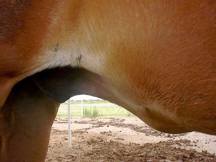 stomach swollen acting normal edema on gelding s belly ideas health horsecity forums stomach swollen acting normal edema on gelding s belly ideas health horsecity forums
