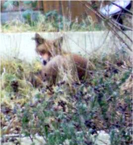 fox.jpg?t=1265448994