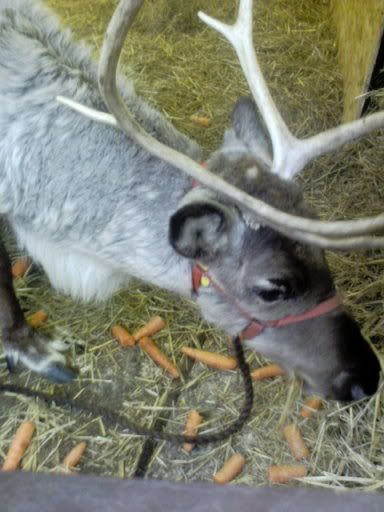 reindeer1.jpg