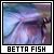 Betta Fish