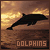 Dolphins