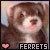 Ferrets