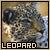 Leopards