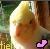 Cockatiels