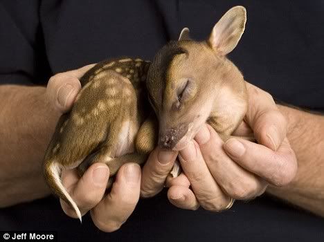 deer_caesarean-05.jpg