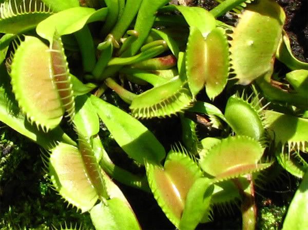 dettaglio-dionaea-muscipula.jpg