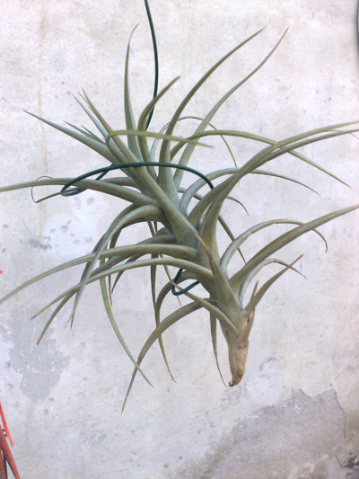 tillandsia.gif