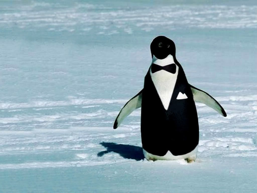 Funny Penguin Images