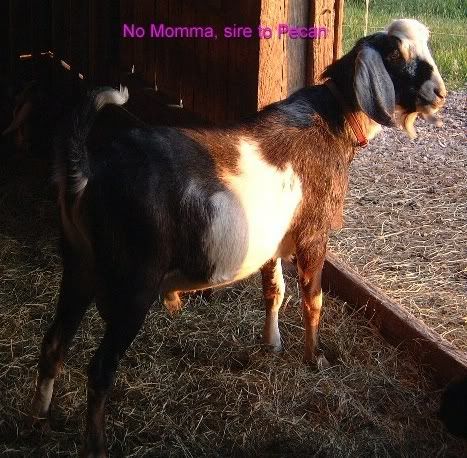 What's this goat? - Goats