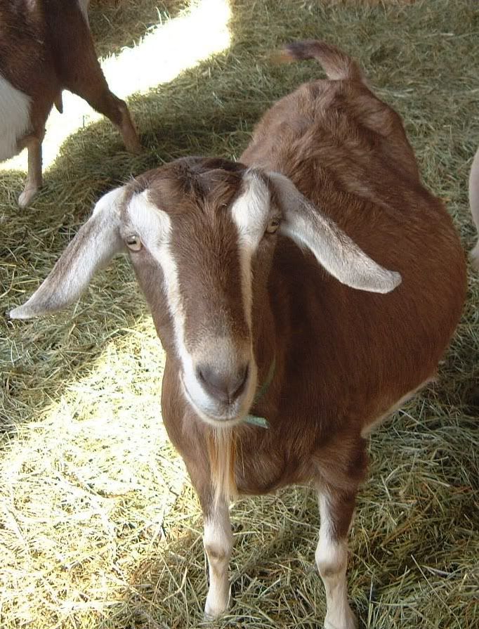 What's this goat? - Goats