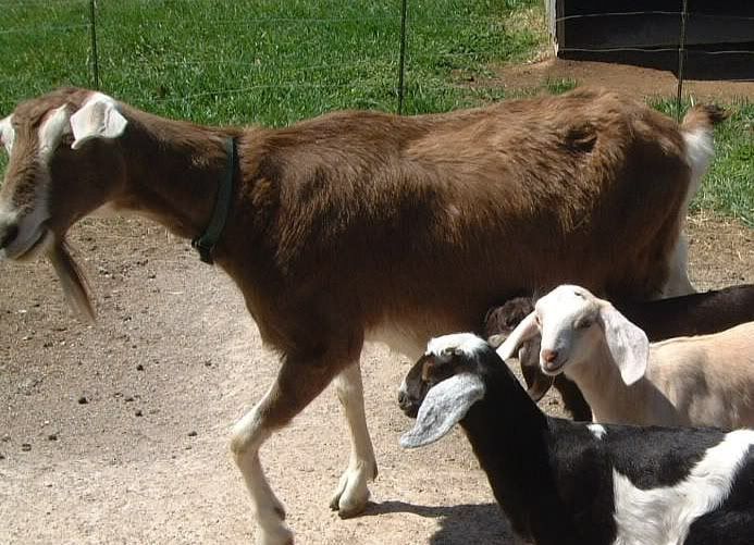 What's this goat? - Goats