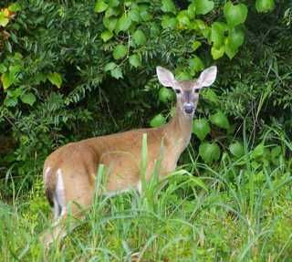 DEER WHITETAIL Pictures, Images and Photos