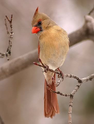 WINTER CARDINAL Pictures, Images and Photos