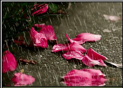 flowers in rain photo: FLOWERS IN THE RAIN 0643-04-20-2009.gif