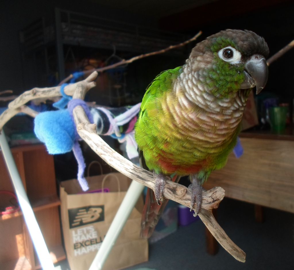 Which species of Conure(s) do you live with? | Page 2 | Avian Avenue