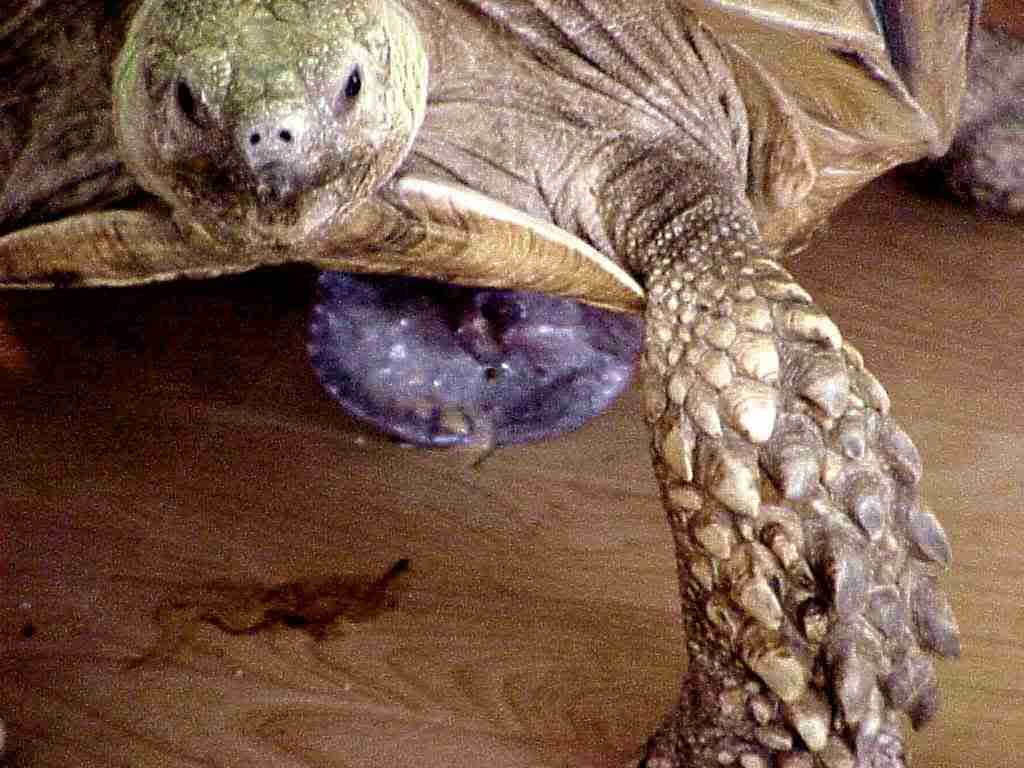 Picture Of A Male African Spur Tortoises Penis 104