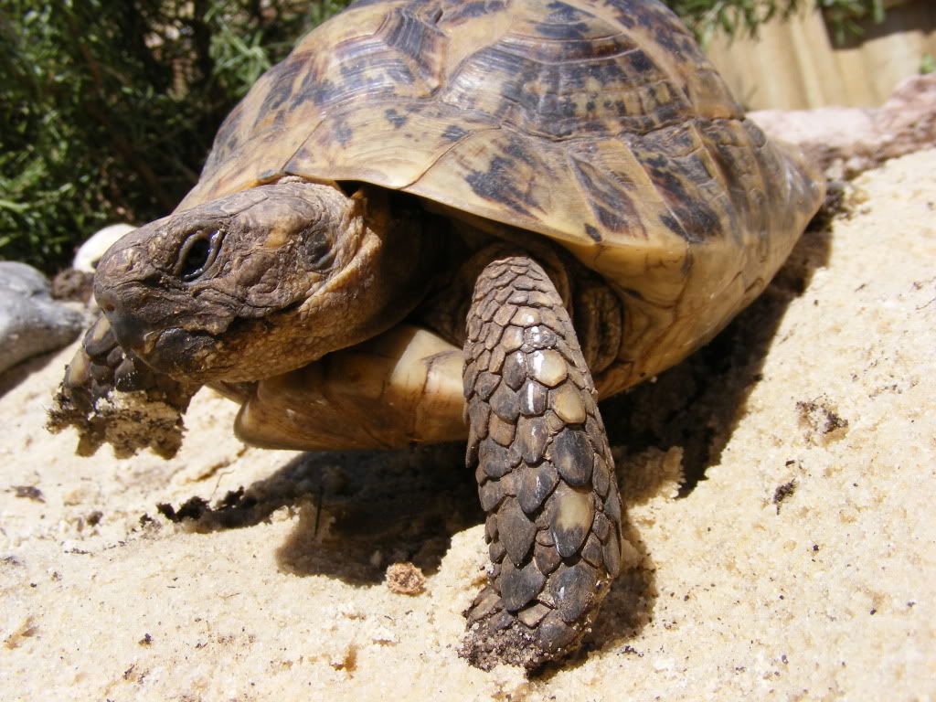 tortoise062.jpg
