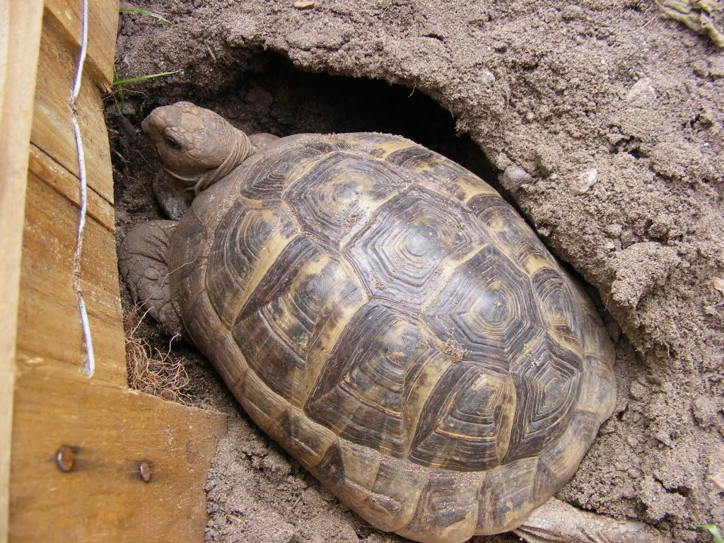 tortoises372.jpg