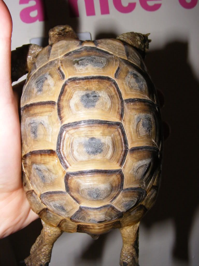 tortoises816.jpg