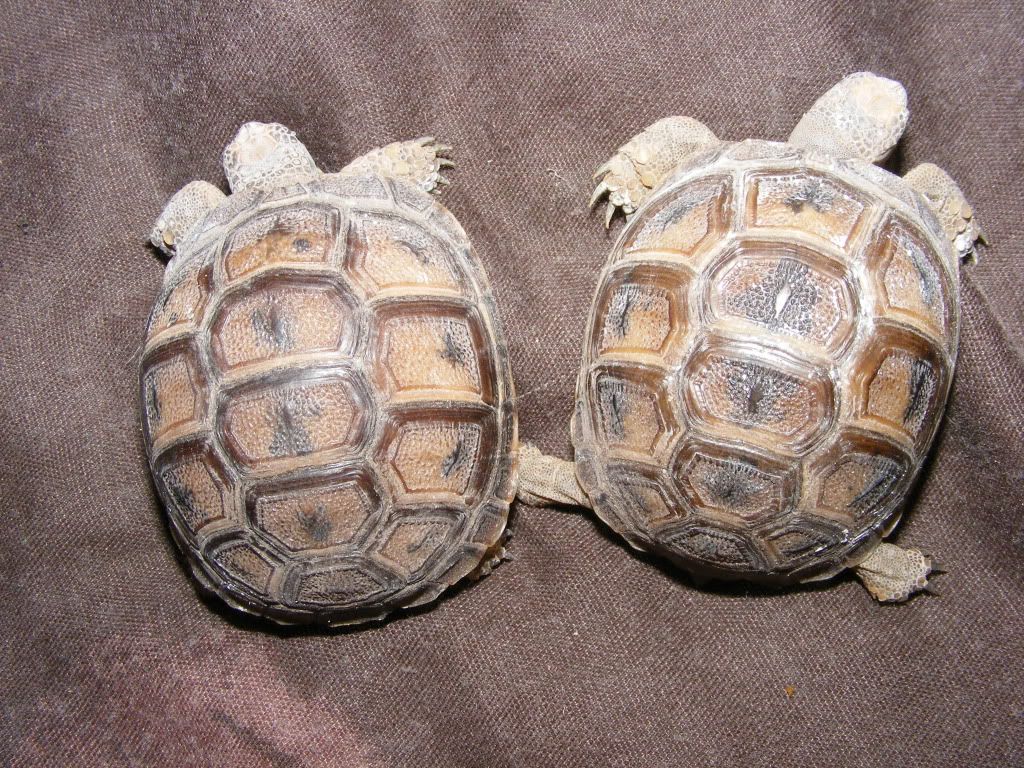 tortoises847.jpg