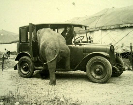 elephant-getting-in-car.jpg
