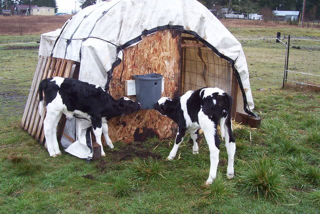 pallet animal housing - Homesteading Questions