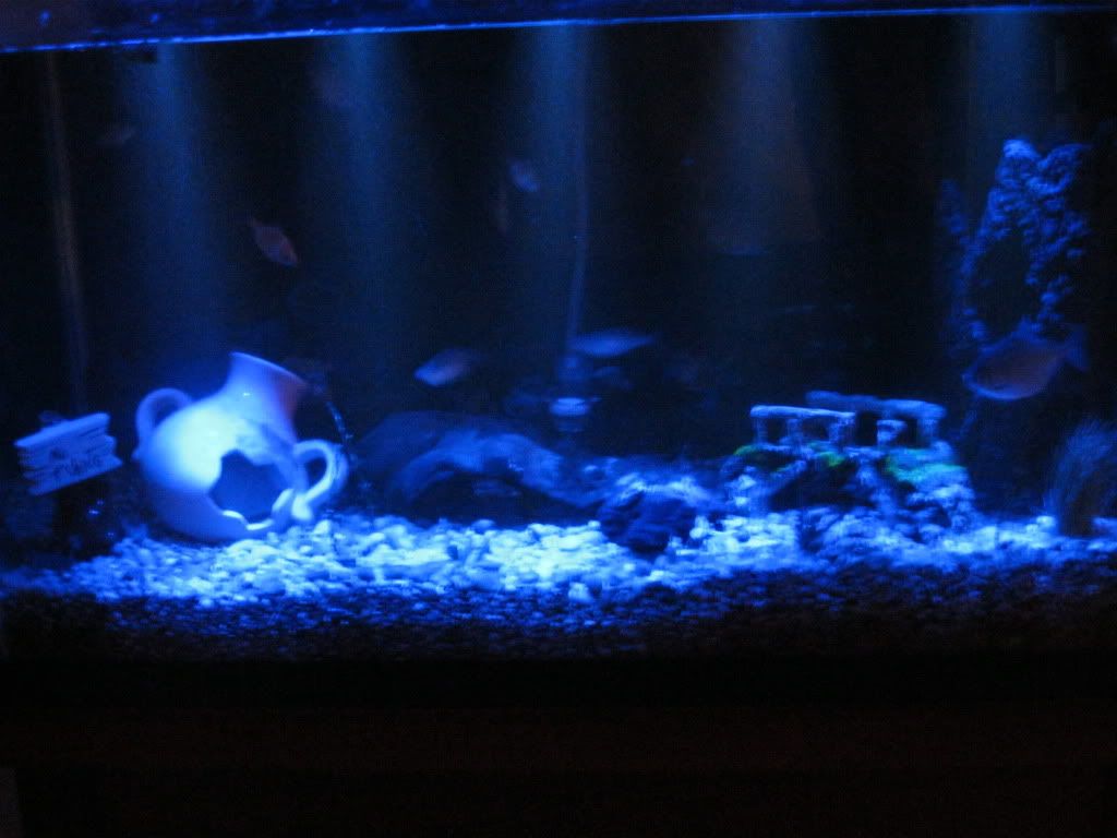 DIY led moon light Aquarium Forum