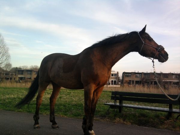 Afbeelding