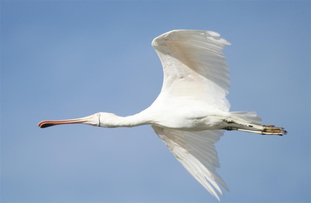 IMAGE: http://i202.photobucket.com/albums/aa51/ricksneath/_MG_9395cropLarge.jpg