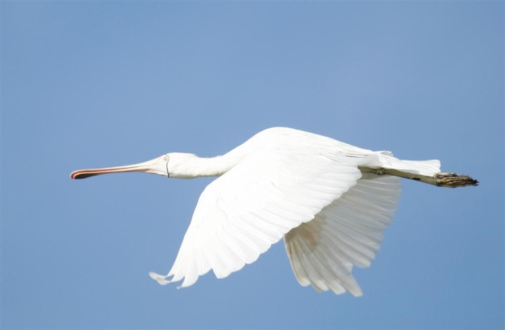 IMAGE: http://i202.photobucket.com/albums/aa51/ricksneath/_MG_9397cropLarge.jpg