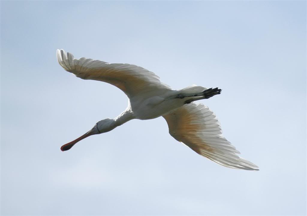 IMAGE: http://i202.photobucket.com/albums/aa51/ricksneath/_MG_9410cropLarge.jpg