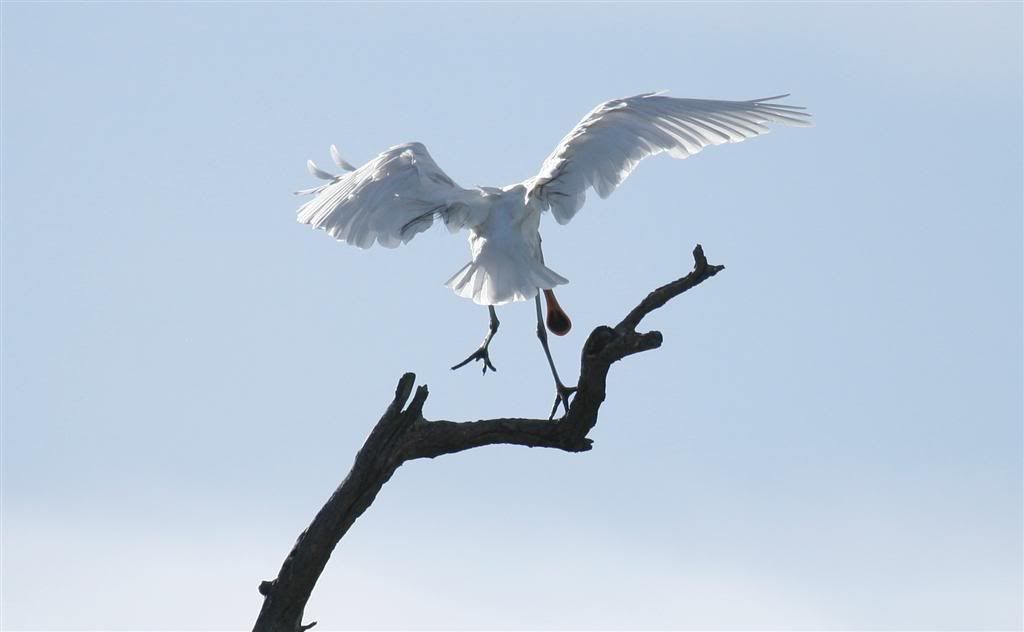 IMAGE: http://i202.photobucket.com/albums/aa51/ricksneath/_MG_9414cropLarge.jpg