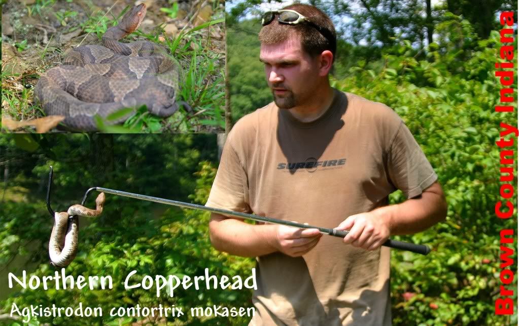 IMAGE: http://i202.photobucket.com/albums/aa6/ninemmar15/Cooperhead_Collage.jpg