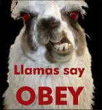 llamas.jpg