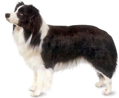 Border Collie #4 Pictures, Images and Photos