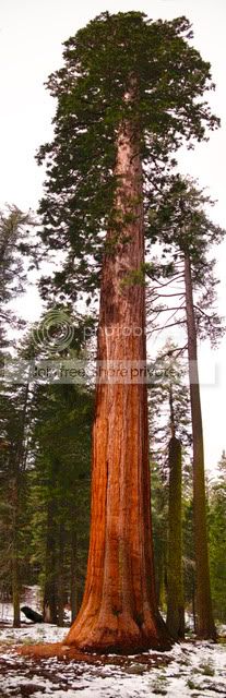 Big Tree