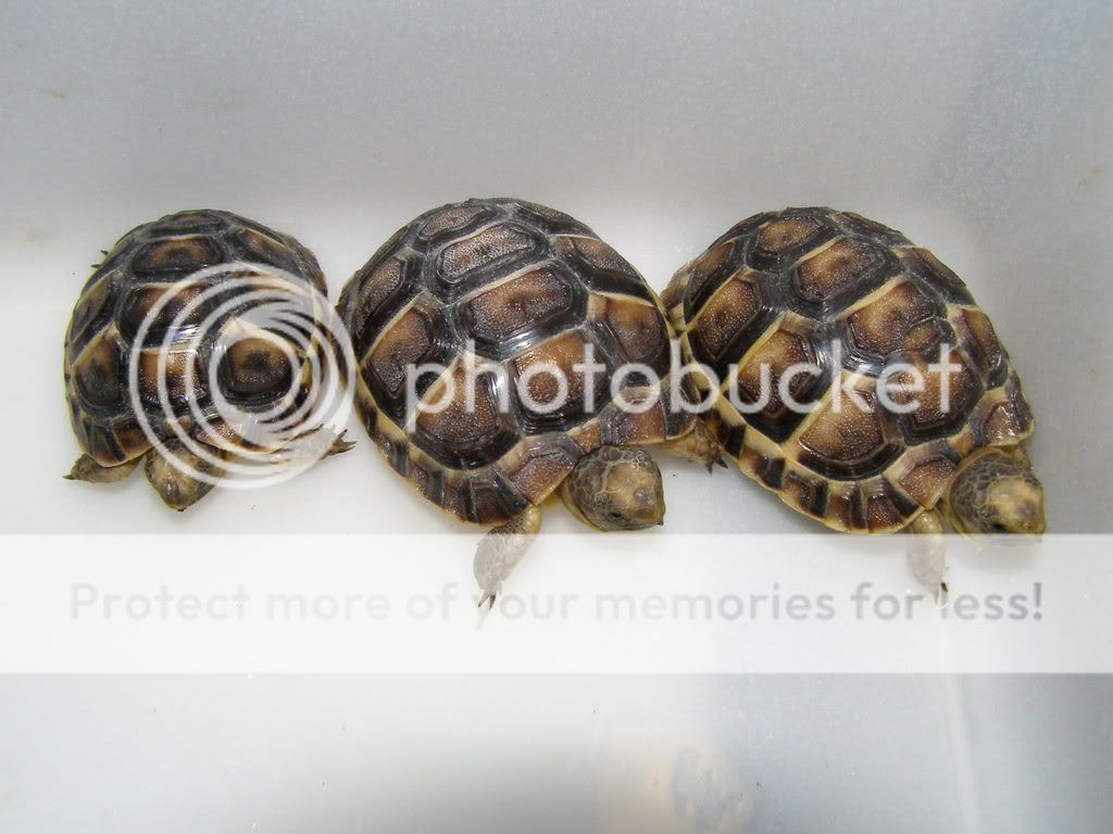 libyan greek tortoise